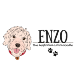 Enzo the Australian Labradoodle